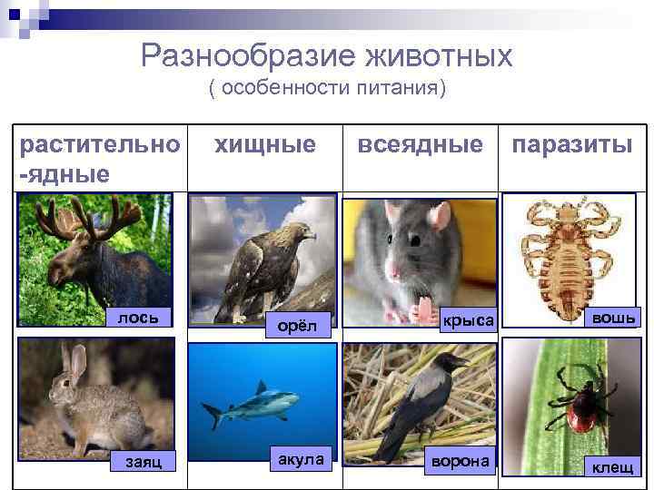 Разнообразие животных ( особенности питания) растительно -ядные лось заяц хищные орёл акула всеядные паразиты