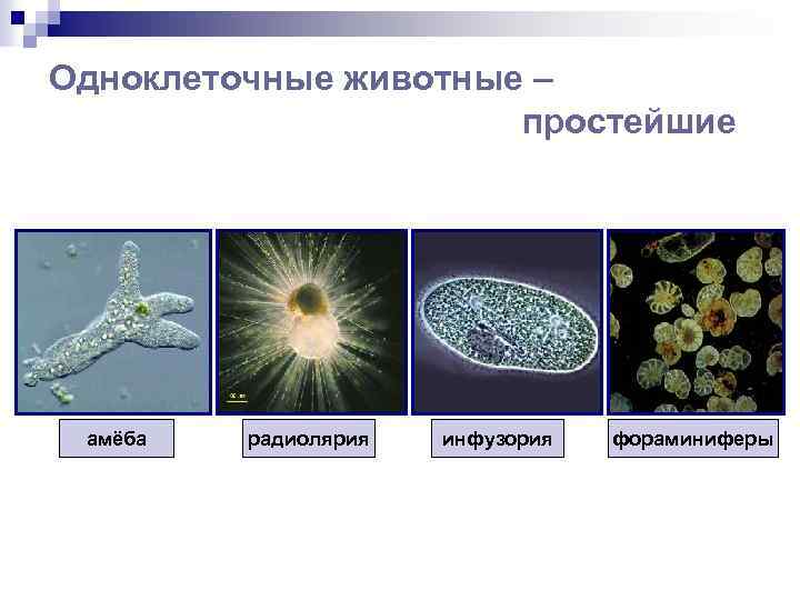 Одноклеточные животные – простейшие амёба радиолярия инфузория фораминиферы 