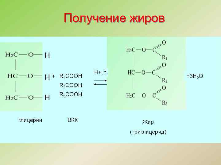 Получение жиров 