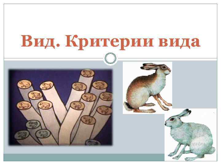 Вид. Критерии вида 