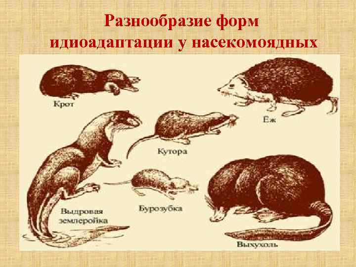 Разнообразие форм идиоадаптации у насекомоядных 