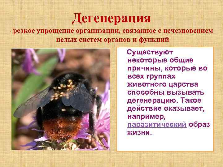Дегенерация - резкое упрощение организации, связанное с исчезновением целых систем органов и функций Существуют