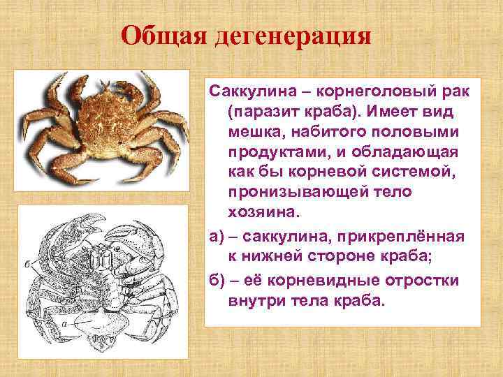 Общая дегенерация Саккулина – корнеголовый рак (паразит краба). Имеет вид мешка, набитого половыми продуктами,
