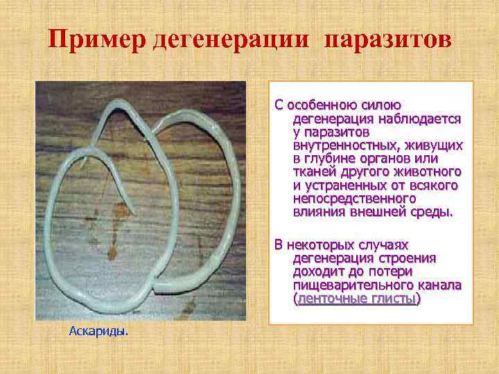 Пример дегенерации паразитов С особенною силою дегенерация наблюдается у паразитов внутренностных, живущих в глубине