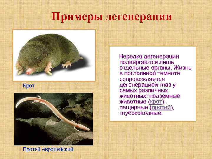 Примеры дегенерации Крот Протей европейский Нередко дегенерации подвергаются лишь отдельные органы. Жизнь в постоянной