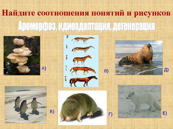Найдите соотношения понятий и рисунков А) Д) В) Б) Г) Е) 