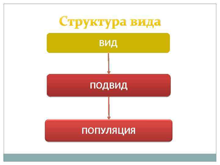 Вид в биологии. Популяционная структура вида. Подвид. Схема структура вида в биологии. Структура вида вид подвид. Вид подвид популяция.