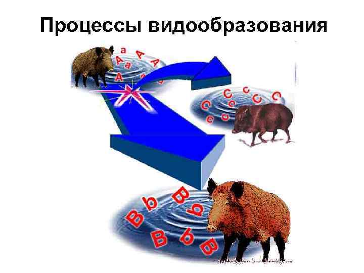 Процессы видообразования 