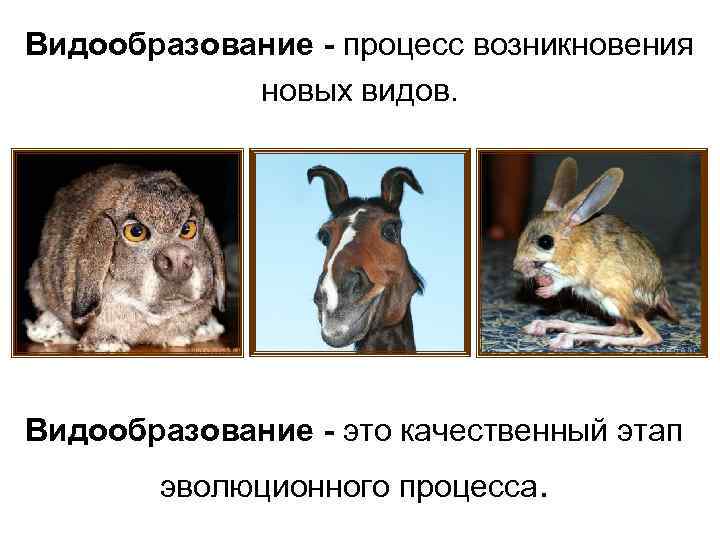 Видообразование - процесс возникновения новых видов. Видообразование - это качественный этап эволюционного процесса. 