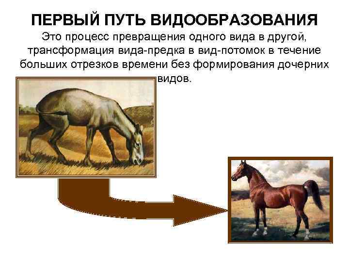 ПЕРВЫЙ ПУТЬ ВИДООБРАЗОВАНИЯ Это процесс превращения одного вида в другой, трансформация вида-предка в вид-потомок