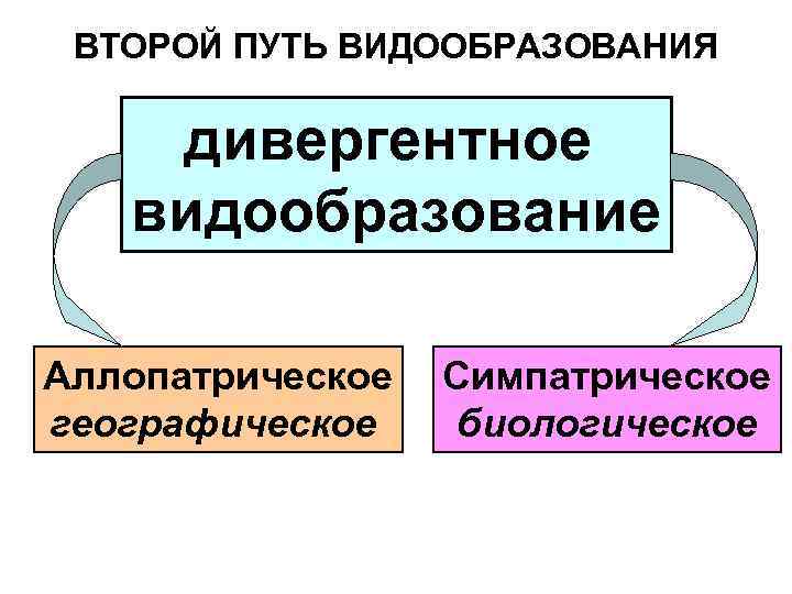 ВТОРОЙ ПУТЬ ВИДООБРАЗОВАНИЯ дивергентное видообразование Аллопатрическое географическое Симпатрическое биологическое 