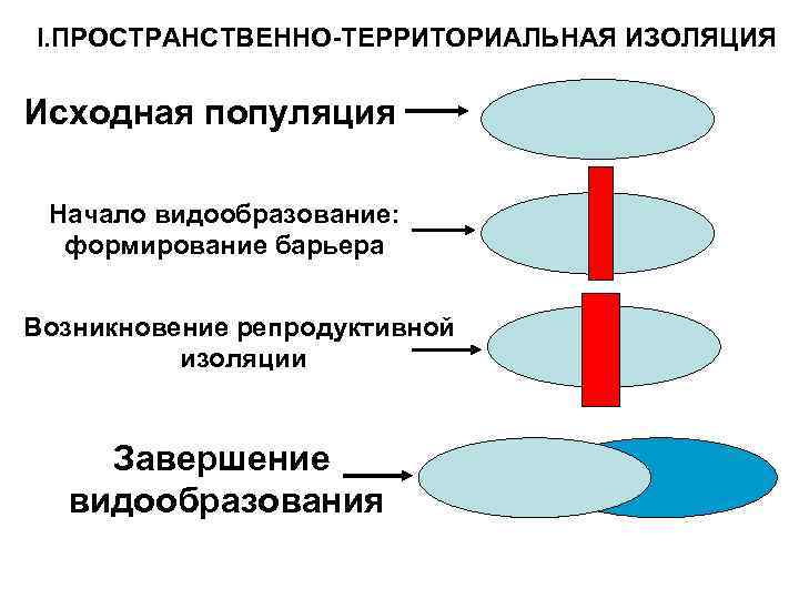 I. ПРОСТРАНСТВЕННО-ТЕРРИТОРИАЛЬНАЯ ИЗОЛЯЦИЯ Исходная популяция Начало видообразование: формирование барьера Возникновение репродуктивной изоляции Завершение видообразования