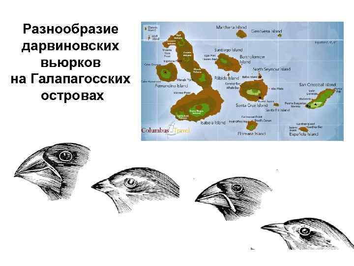 Разнообразие дарвиновских вьюрков на Галапагосских островах 