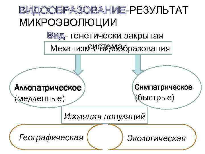 ВИДООБРАЗОВАНИЕ-РЕЗУЛЬТАТ ВИДООБРАЗОВАНИЕ МИКРОЭВОЛЮЦИИ Вид- генетически закрытая Вид система Механизмы видообразования Аллопатрическое (медленные) Симпатрическое (быстрые)