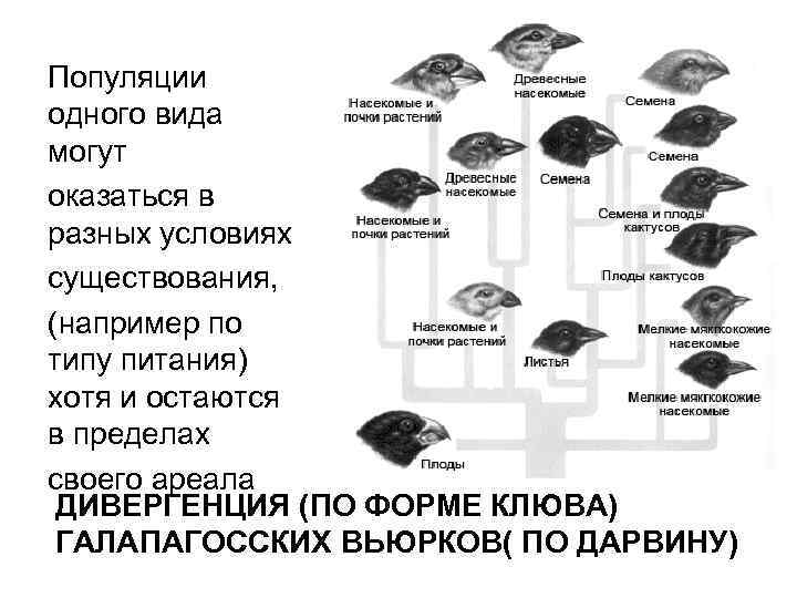 Популяции одного вида могут оказаться в разных условиях существования, (например по типу питания) хотя