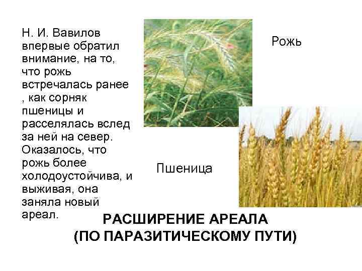 Н. И. Вавилов Рожь впервые обратил внимание, на то, что рожь встречалась ранее ,