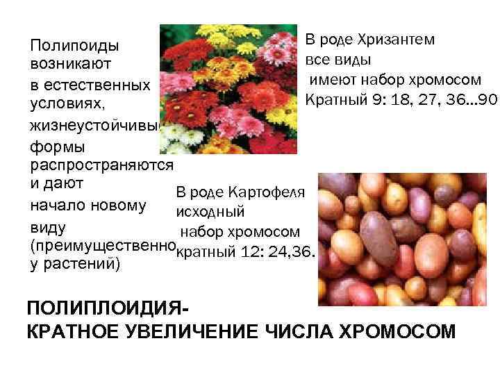 Картофель род