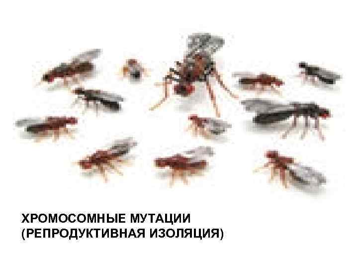 ХРОМОСОМНЫЕ МУТАЦИИ (РЕПРОДУКТИВНАЯ ИЗОЛЯЦИЯ) 