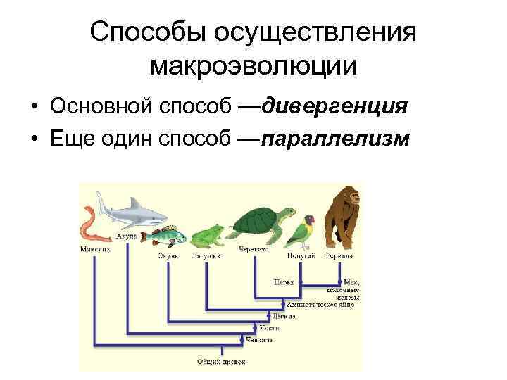 Макроэволюция ведет к образованию новых видов