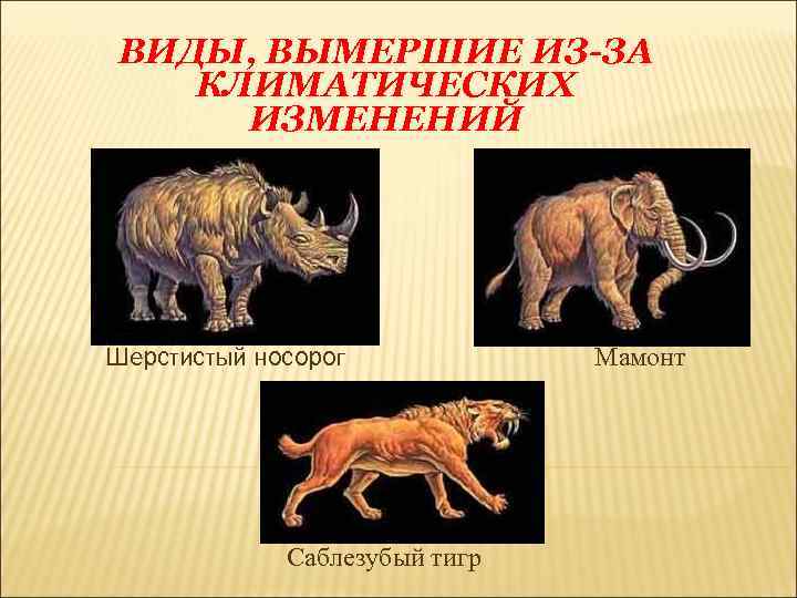 ВИДЫ, ВЫМЕРШИЕ ИЗ-ЗА КЛИМАТИЧЕСКИХ ИЗМЕНЕНИЙ Шерстистый носорог Саблезубый тигр Мамонт 