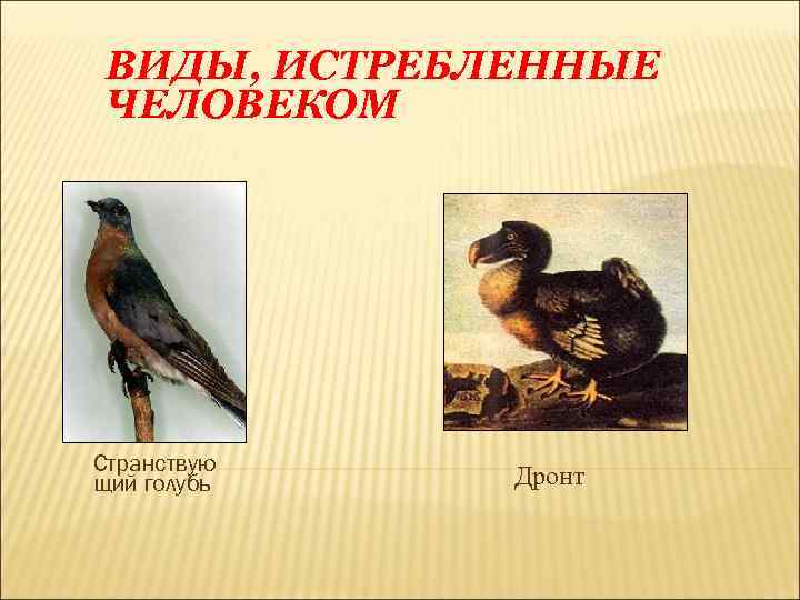 ВИДЫ, ИСТРЕБЛЕННЫЕ ЧЕЛОВЕКОМ Странствую щий голубь Дронт 