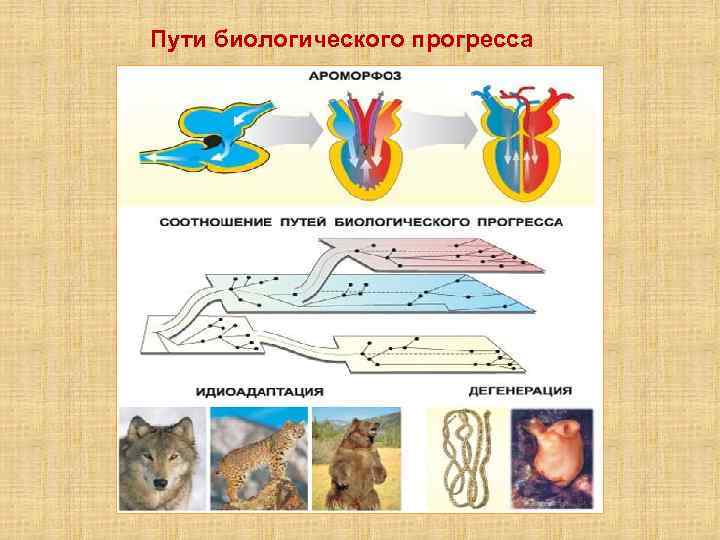Пути биологического прогресса 