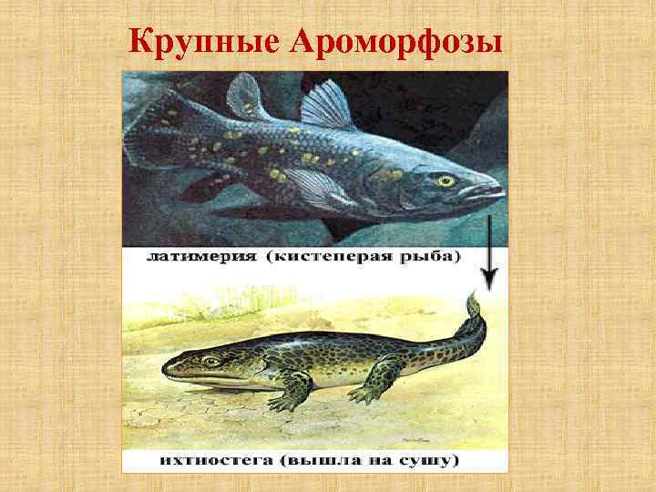 Крупные Ароморфозы 