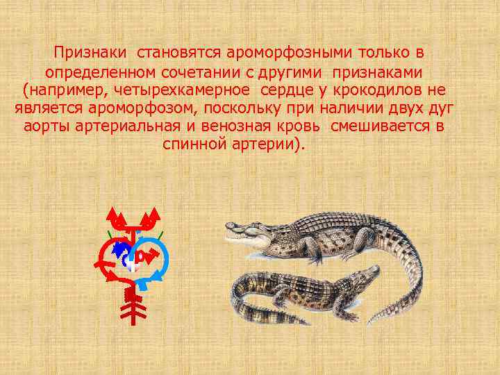 Признаки становятся ароморфозными только в определенном сочетании с другими признаками (например, четырехкамерное сердце у