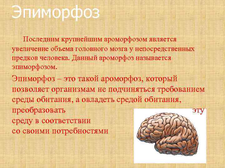 Эпиморфоз Последним крупнейшим ароморфозом является увеличение объема головного мозга у непосредственных предков человека. Данный