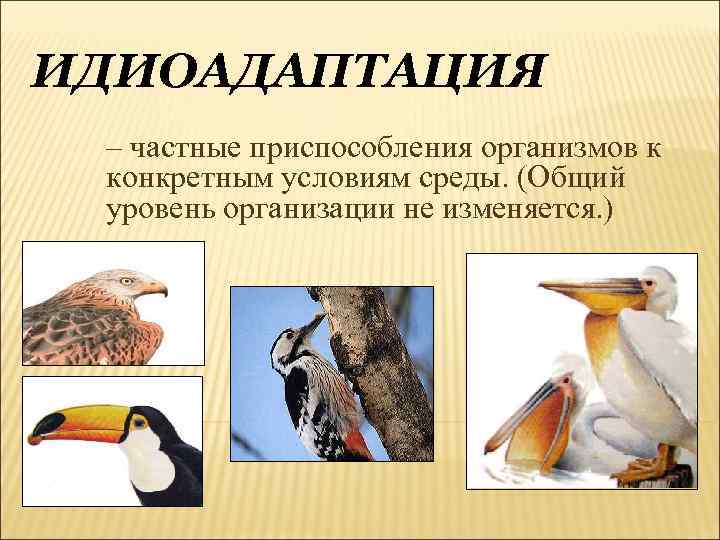 ИДИОАДАПТАЦИЯ – частные приспособления организмов к конкретным условиям среды. (Общий уровень организации не изменяется.