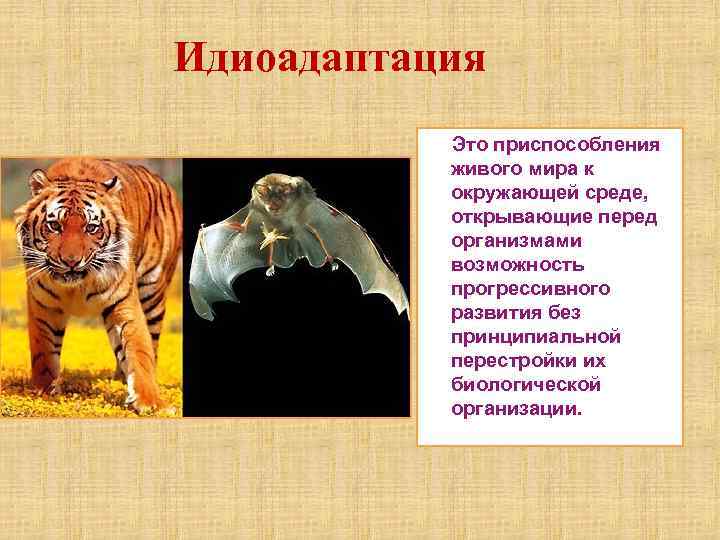 Идиоадаптация Это приспособления живого мира к окружающей среде, открывающие перед организмами возможность прогрессивного развития