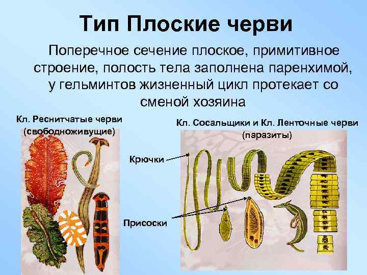 Тип Плоские черви Поперечное сечение плоское, примитивное строение, полость тела заполнена паренхимой, у гельминтов