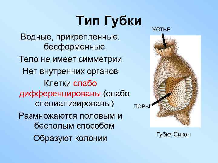 Тип Губки Водные, прикрепленные, бесформенные Тело не имеет симметрии Нет внутренних органов Клетки слабо