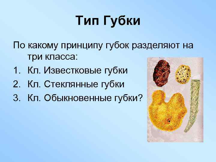 Тип Губки По какому принципу губок разделяют на три класса: 1. Кл. Известковые губки