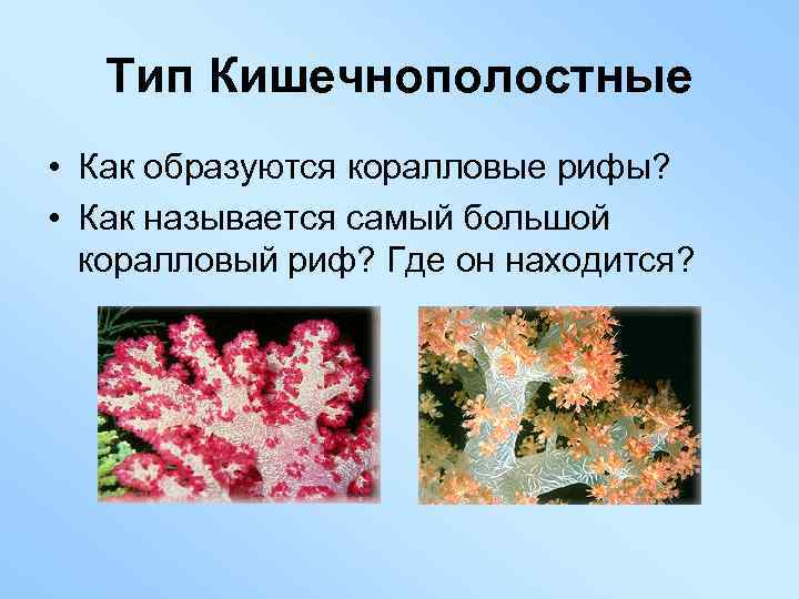 Тип Кишечнополостные • Как образуются коралловые рифы? • Как называется самый большой коралловый риф?