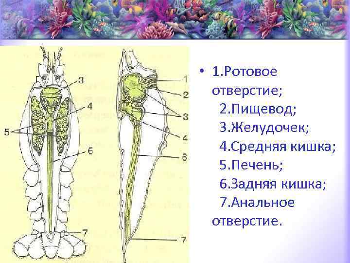  • 1. Ротовое отверстие; 2. Пищевод; 3. Желудочек; 4. Средняя кишка; 5. Печень;