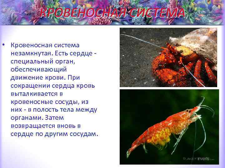 КРОВЕНОСНАЯ СИСТЕМА • Кровеносная система незамкнутая. Есть сердце - специальный орган, обеспечивающий движение крови.