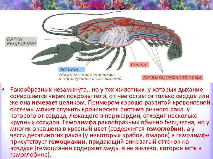 Членистоногие кровеносная система