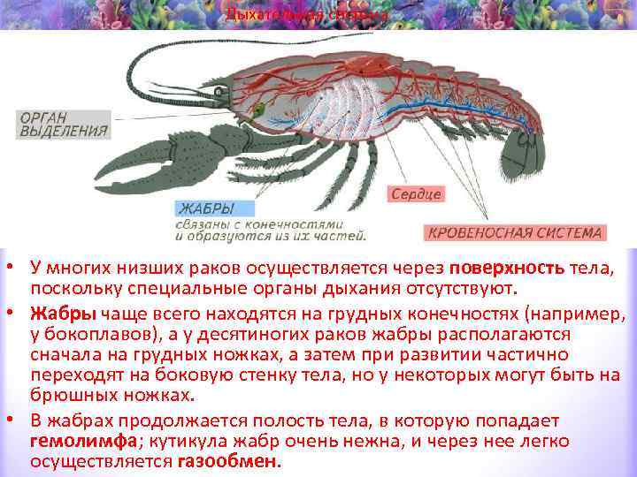 Ракообразные дыхательная система