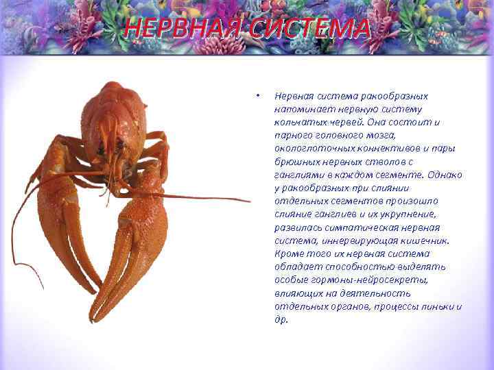 НЕРВНАЯ СИСТЕМА • Нервная система ракообразных напоминает нервную систему кольчатых червей. Она состоит и