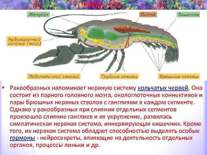 Краткая характеристика ракообразных