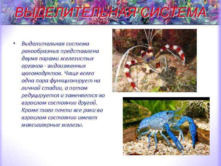 ВЫДЕЛИТЕЛЬНАЯ СИСТЕМА • Выделительная система ракообразных представлена двумя парами железистых органов - видоизменных целомодуктов.