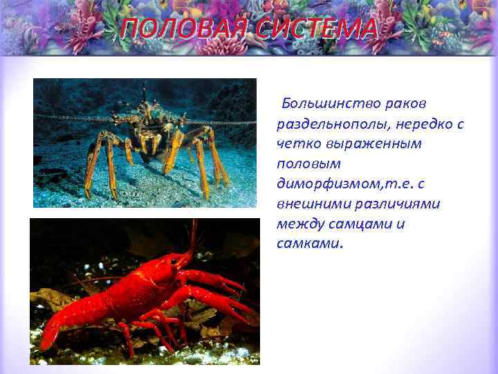 ПОЛОВАЯ СИСТЕМА • Большинство раков раздельнополы, нередко с четко выраженным половым диморфизмом, т. е.