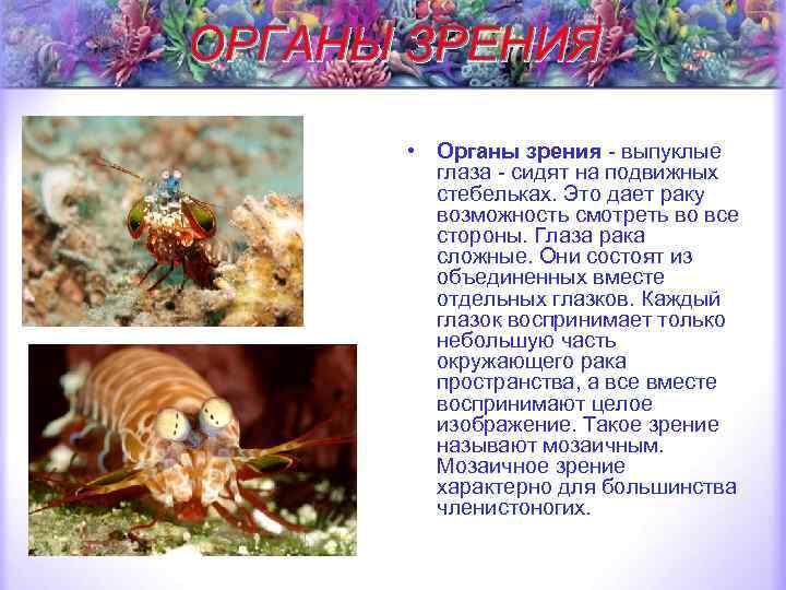 ОРГАНЫ ЗРЕНИЯ • Органы зрения - выпуклые глаза - сидят на подвижных стебельках. Это