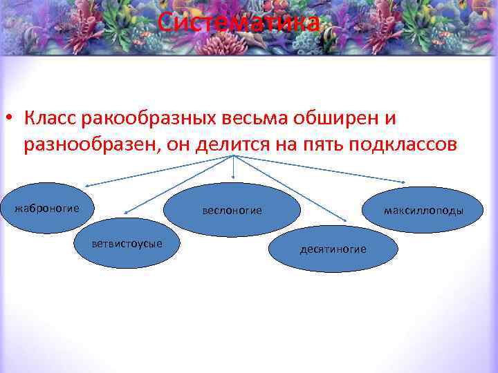 Систематика • Класс ракообразных весьма обширен и разнообразен, он делится на пять подклассов жаброногие