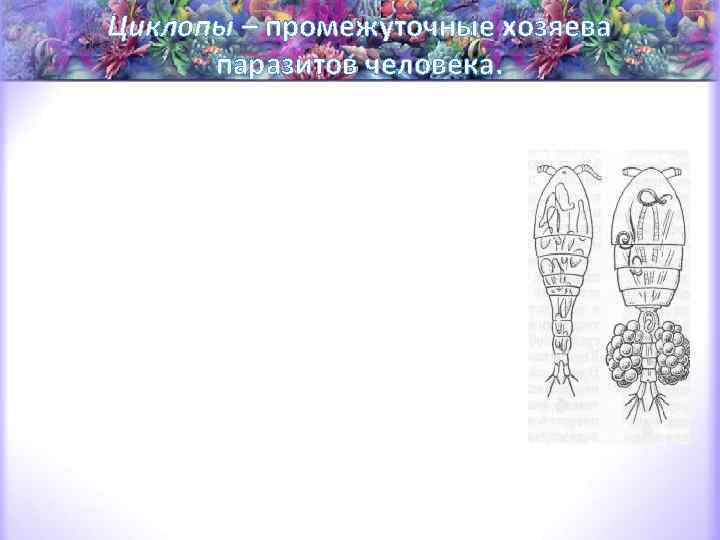 Циклопы – промежуточные хозяева паразитов человека. Названы так датским учёным Мюллером из-за наличия одного