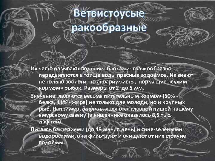 Ветвистоусые ракообразные Их часто называют водяным блохами- скачкообразно передвигаются в толще воды пресных водоёмов.