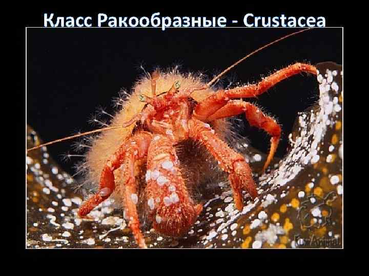 Класс Ракообразные - Crustacea 