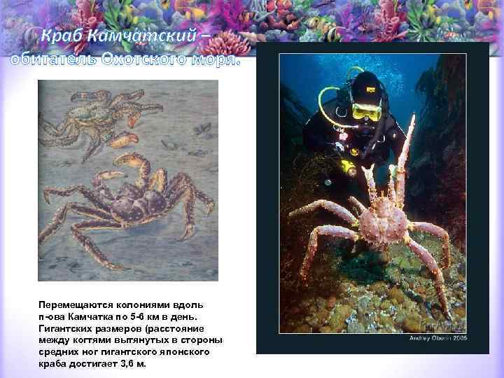 Краб Камчатский – обитатель Охотского моря. Перемещаются колониями вдоль п-ова Камчатка по 5 -6