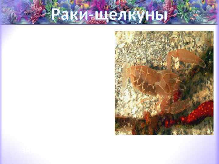 Раки-щелкуны Это своеобразное строение клешней даёт возможность издавать звуки, напоминающие горение хвороста. При этом